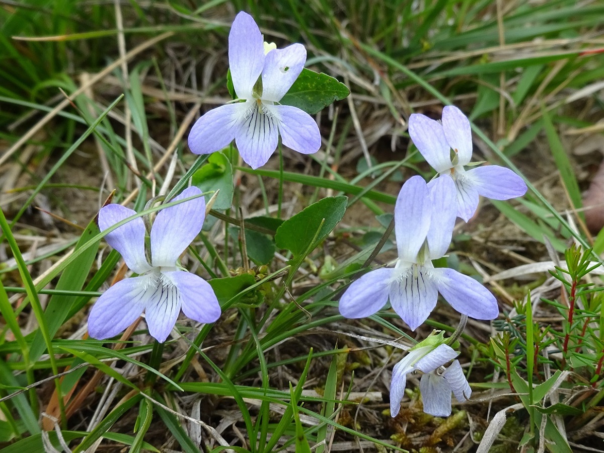 Viola lactea (Violaceae)